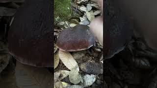 SUPER SATISFYING Mushroom ASMR California Coastal “Tap Tap Cronch” Compilation Part 1 [upl. by Pitt]