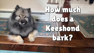 How Much Does A Keeshond Bark [upl. by Monarski509]