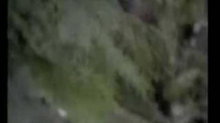 A Bigfoot captured on tape in Goat Mountain Oregon [upl. by Rayburn586]