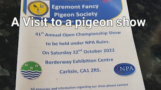 A visit to Egremont Pigeon Show 221022 [upl. by Musetta]