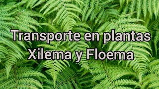 Transporte en plantas Xilema y Floema [upl. by Loy719]