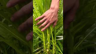 quot🌱 Best Plant Cutting Techniques for Healthy Growth 🌿 Gardening PlantCarequotvegetableplant 62 [upl. by Gordy763]