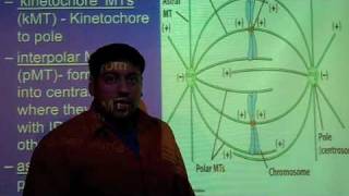 3 Types of Microtubules [upl. by Anned]