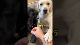 Dog Hilariously Warns Owner About quotTrickquot [upl. by Cadmar]