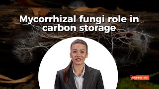 Mycorrhizal fungi 🍄 role in carbon storage 🏭  Mold Busters [upl. by Seidnac]