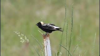 Bobolinks and more [upl. by Barraza27]