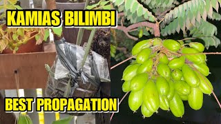 Best Way to Propagate a Bilimbi Tree  Kamias  May Bunga Agad [upl. by Onibas]