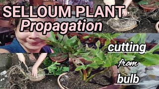 selloumplant sahodyaman SELLOUM PLANT SAHOD YAMAN PROPAGATION THRU CUTTINGS  BULB CUTTING [upl. by Edithe]