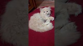 Purane pillow or sweater se banaya bed 🛌 for kitten 🐱 shortsviral kittens [upl. by Mccreary]