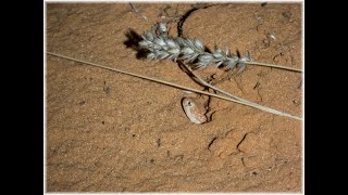 Barking gecko sound [upl. by Jordison]