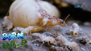 Born to be Wild Termites The Silent Destroyers [upl. by Cooley342]