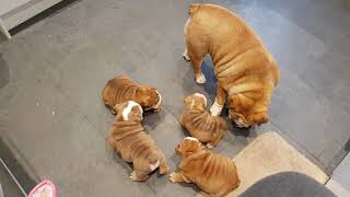 English bulldog meeting puppies after vets appointment [upl. by Hun]