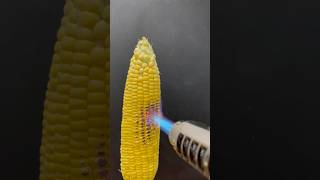 Powerful Lighter vs Corn [upl. by Halette]