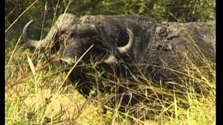 Kruger National Park from Skukuza to Numbi Gate  South Africa Travel Channel [upl. by Erusaert]