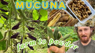 Mucuna Powder How To From Farm To Kitchen [upl. by Perrin]