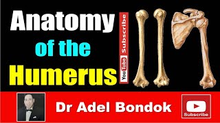 Anatomy of the Humerus Osteology Dr Adel Bondok Making Anatomy Simple [upl. by Hank805]