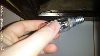 How to replace a Philips light bulb on a kitchens Teka exhauster 4K UHD [upl. by Anwahsed]