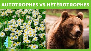 Organismes AUTOTROPHES et HÉTÉROTROPHES 🍄🐻 Types de Nutrition [upl. by Giustino676]