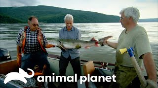 Are Kaluga Fish Preying on Humans in the Amur River  River Monsters  Animal Planet [upl. by Tebzil397]