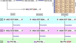 Genetics  A Comparison of Silent Missense amp Nonsense Mutations [upl. by Haran41]