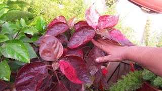 How to Grow Acalypha Plant by Cutting  Easy Propagation of Acalypha  Khalifa Plant [upl. by Nakasuji55]