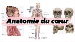 Cours 7 Anatomie du cœur ❤️  شرح بالدارجة [upl. by Jeaz]