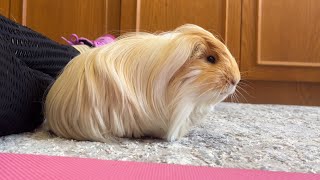 Adorable Silkie Guinea pig [upl. by Lacie]