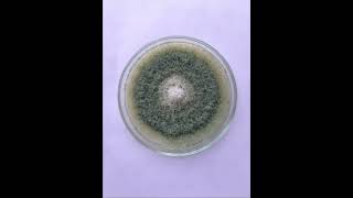 trichoderma as Biocontrol Agent [upl. by Doelling]