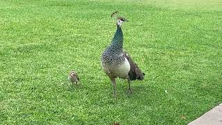 Lucky Timing Finds Two Peahens with Four Peachicks [upl. by Eido]