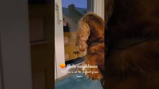 Checking on neighbours 🐶 Pretty cat 🐈 lives in front of our house 🧡 English Cocker Spaniel Robby [upl. by Naols]