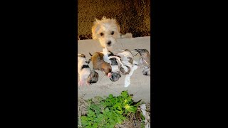 Heartbreaking Rescue Stray Dog’s Tragic Loss and New Hope for Orphaned Puppies [upl. by Yrogiarc992]