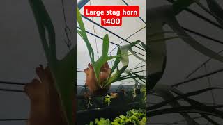 staghorn fern 9633323975 indoorplantnursery gardening youtubeshorts plantonlineshopping [upl. by Pachston]