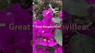 Bougainvillea spectabilis [upl. by Annay]