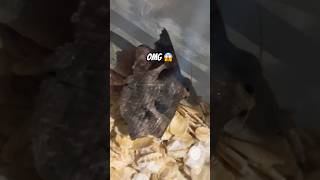 OMG 😨 Big Moth Attacked Gecko 🦎 [upl. by Nodnorb]