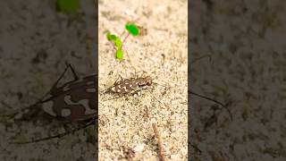 Cicindela sardaнастоящее местное насекомое😅sardegna насекомые остров nature shorts [upl. by Acirrej]