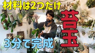 超初心者向け着生植物ビカクシダの育て方と超簡単な苔玉の作り方 [upl. by Inalaek]