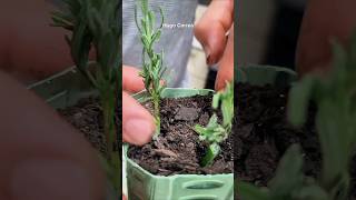 ¡Cómo enraizar esquejes How to root plants cuttings [upl. by Gaige]