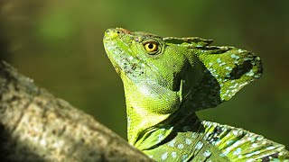 Green Basilisk is gorgeous Basiliscus plumifrons [upl. by Tahmosh]