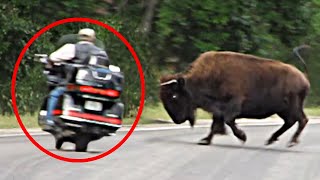 8 Bison Encounters You Wont Believe Happened [upl. by Iey109]