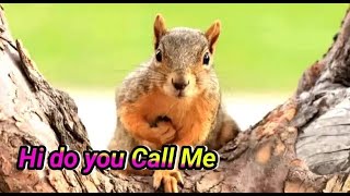 Squirrel sound make them come to you squirrel sound effects [upl. by Anua810]