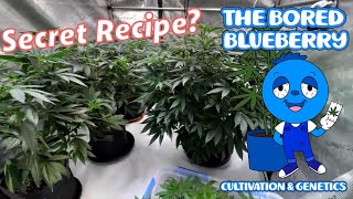 Growing Pressure Made Simple Veg amp Basic Gear 420 Grow cannabis [upl. by Alie168]