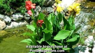 Aquatic Cannas in Water garden Stream grow pond plants [upl. by Sorel141]