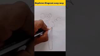 Nephron diagram in easy way  how to draw nephron easily shorts [upl. by Ross]