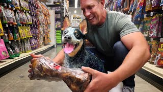 Buying a Cattle Dog EVERYTHING He Touches after his Life Saving Surgeries [upl. by Sualakcin]