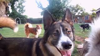 Dogs playing outside GUARANTEED to make you smile Most watched video top let your dog listen [upl. by Nomolos]