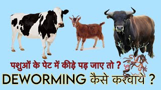 पशुओं के पेट में कीड़े पड़ जाए तो क्या करे Deworming कैसे करवाये पशु में [upl. by Chery925]