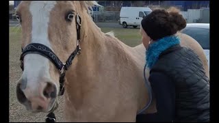 VIDÉO Cette vétérinaire ausculte les équins à leur arrivée au salon Ferme expo de Tours [upl. by Yelbmik]