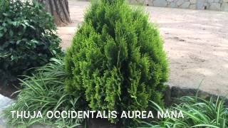 Thuja occidentalis aurea nana Garden Center online Costa Brava  Girona [upl. by Solenne]