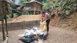 Gardening and cooking on the farm everyday life  Lý Thị Viện [upl. by Adnarim]