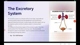 Excretory System class 1011 neet cbse bseb icse [upl. by Saxet437]